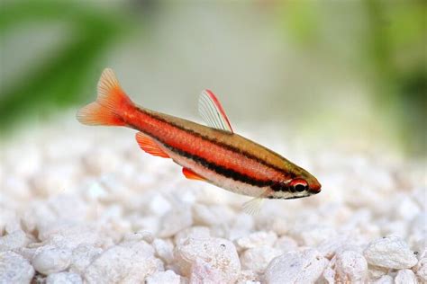 Pencilfish Fish Breed Information and Pictures .